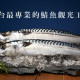 鯖魚夢工廠